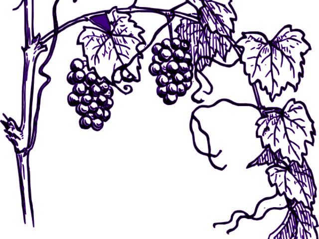 Grapes Clipart Vine Clip Art - Grapes Plant Drawing Easy (640x480)