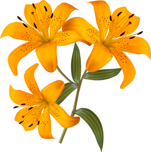 Clip Art, Day Lilies, Album, Photograph, Flower Art, - Three Lilies (494x500)