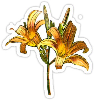 Artist's Description - Orange Lily (375x360)