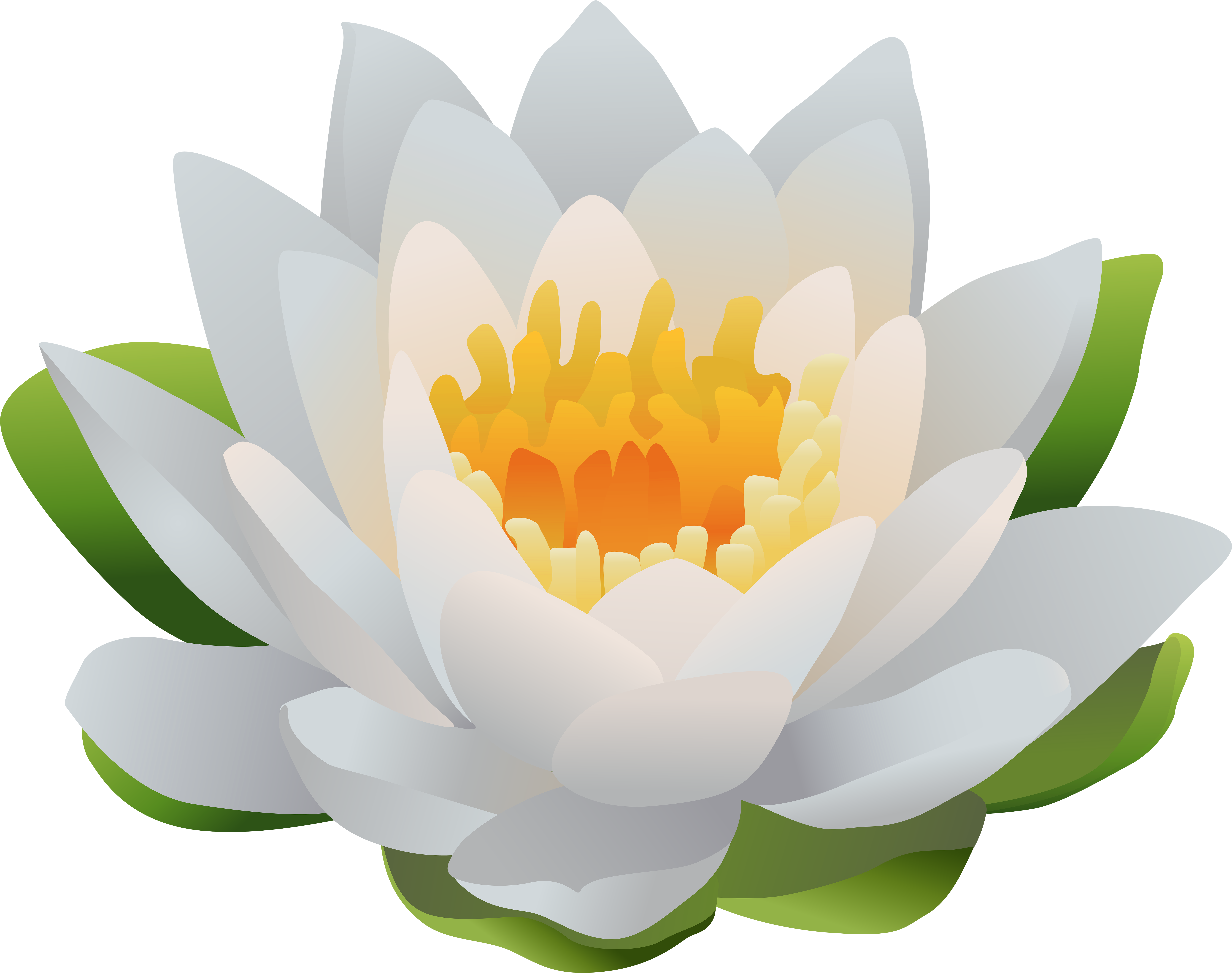 Water Lily Png Clip Art Image - Water Lily Png Clip Art Image (8000x6440)