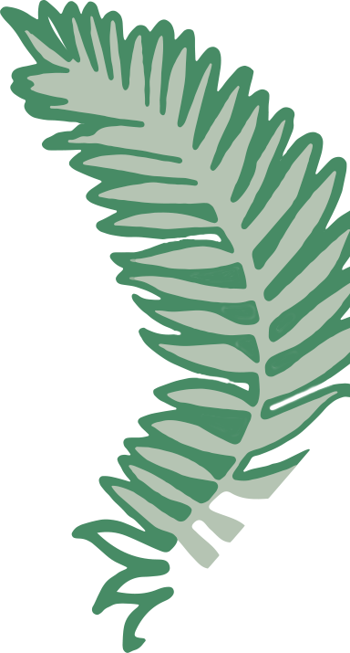 Fern Clipart Holiday - Pond Pine (384x715)
