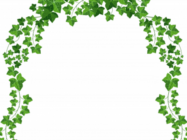 Ivy Clipart Straight - Transparent Vines Clipart (640x480)