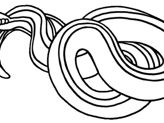 Snake Clipart Black And White Garter Snake Clipart - Line Art (640x480)
