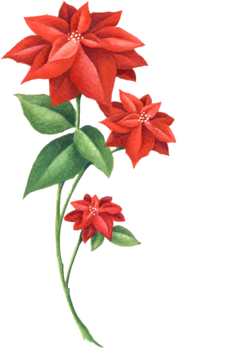 Red Flowers, Trust, Flowers - Poinsettia (576x800)
