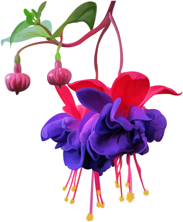 Фото, Автор Olga - Fuchsia (651x800)