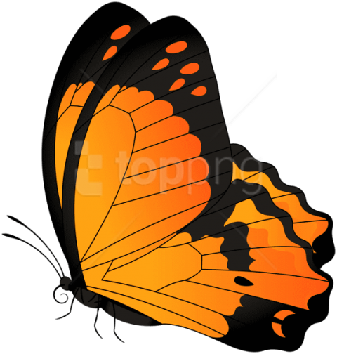 Free Png Download Butterfly Orange Transparent Clipart - Pink And Blue Butterfly Clipart (480x504)