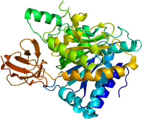 Cpn1 - Pigment Epithelium Derived Factor (500x421)