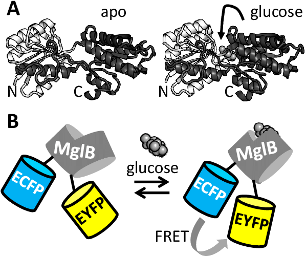 A Genetically Encoded Fret Sensor For Glucose Based - Diagram (627x513)