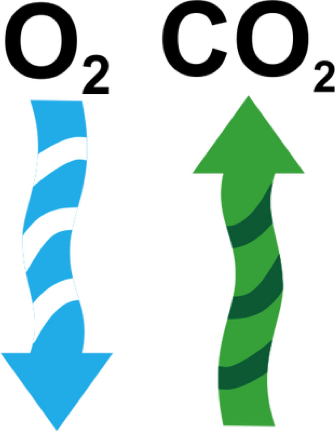 The Respiratory System Is Responsible For Taking In - Respiration Png (336x432)