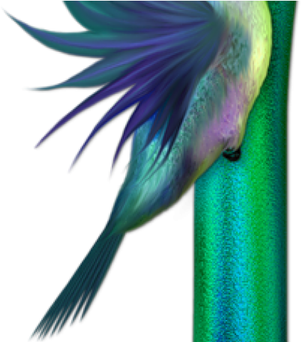 Hummingbird Clipart Embroidery Digitizing - Parrot (640x480)