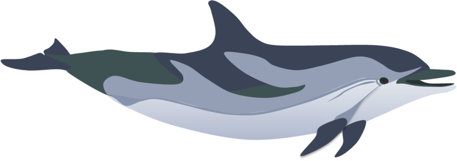 Striped Dolphin Cartoon (900x317)
