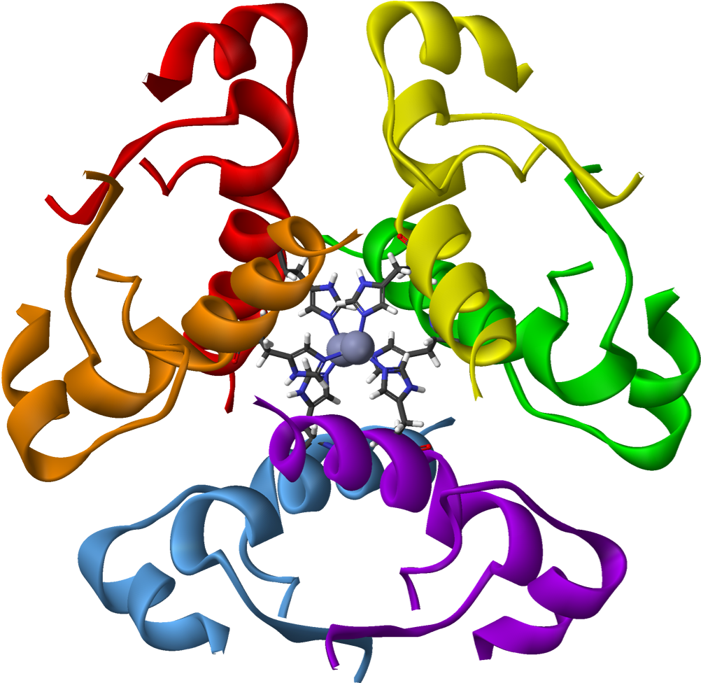 Ribbon Diagram Of The 2-zn Insulin Hexamer - Human Insulin Protein (1065x1043)