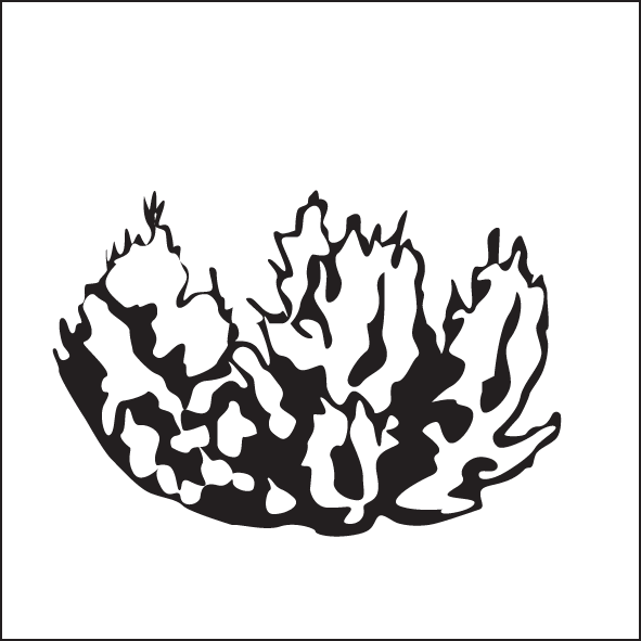 Plant Form - Illustration (591x591)