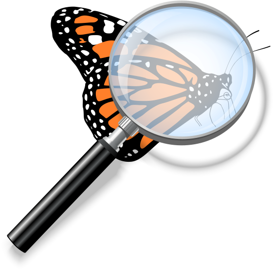 Need An Identification - Transparent Background Monarch Butterfly Clipart (600x600)