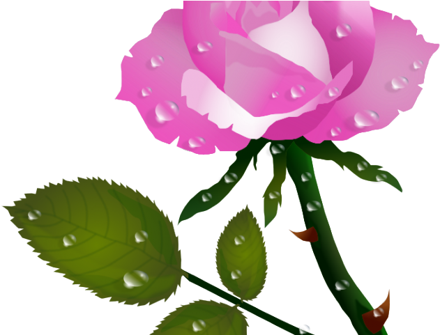 Pink Rose Clipart Public Domain - Flower Water Drops Png (640x480)