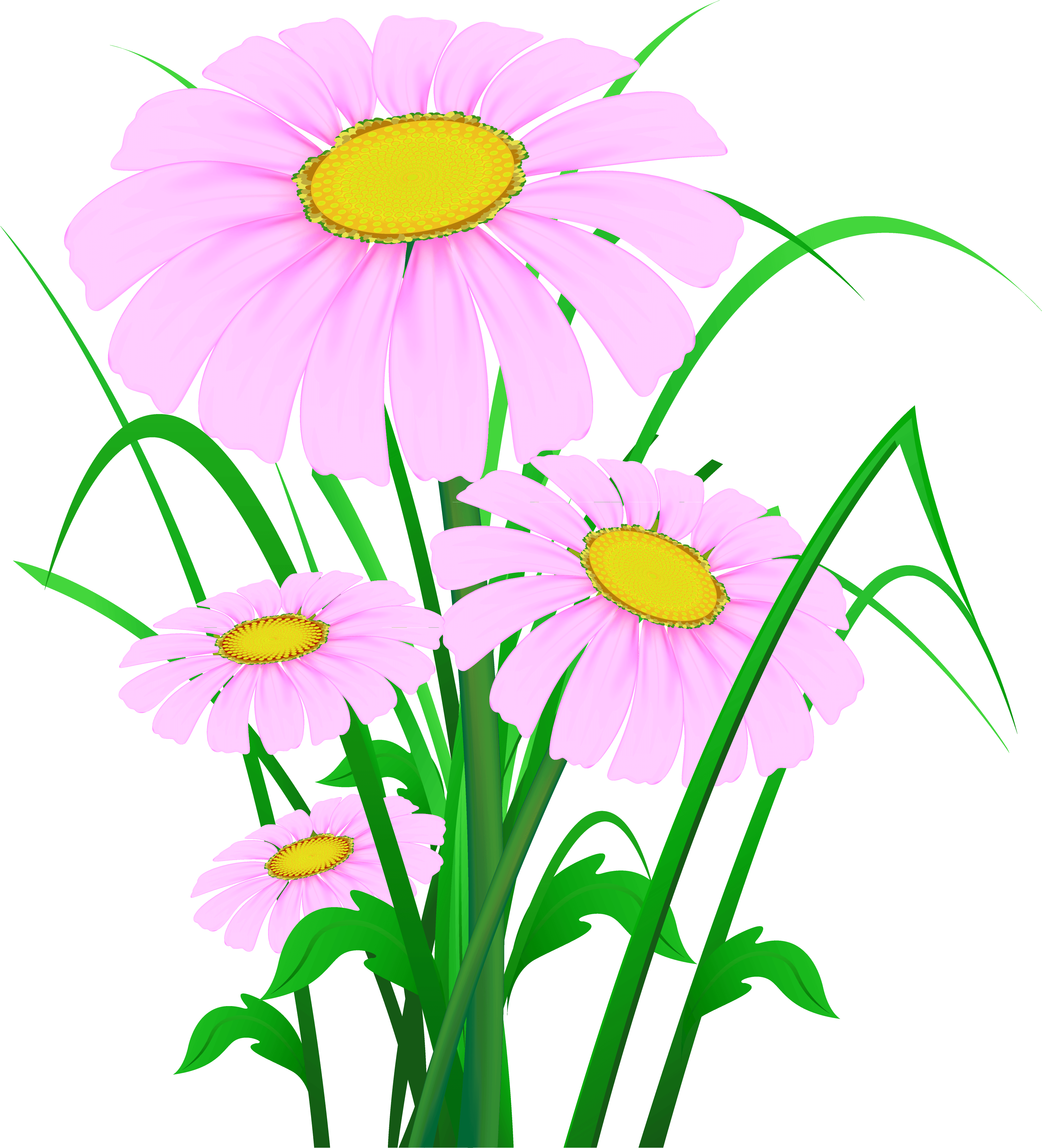 Transparent Pink Daisies Png Clipart - Transparent Pink Daisies Png Clipart (3296x3632)