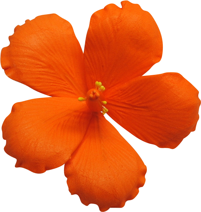 Hibiscus Per Box Wholesale Sugar Flowers - Hibiscus (757x758)