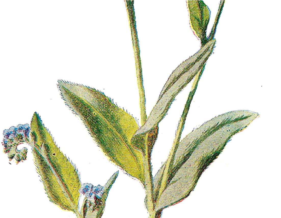 Wildflower Field Free Clipart - Field Flowers Png (1368x855)
