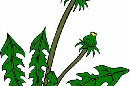 Yard Weeds Clip Art - Dandelion Clip Art (450x300)