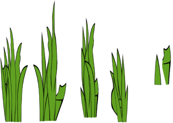 Sea Grass Clipart Jungle Grass - Grass Clip Art (640x480)
