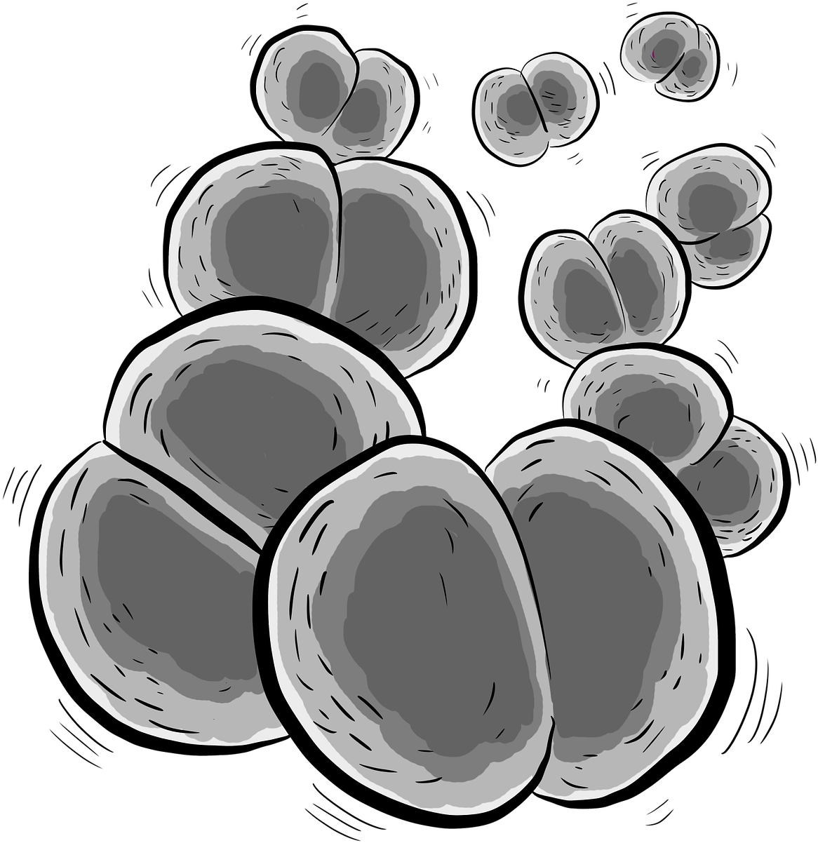 Bacteria Bacterium Neisseria Meningitidis - Meningococcus (1280x1280)