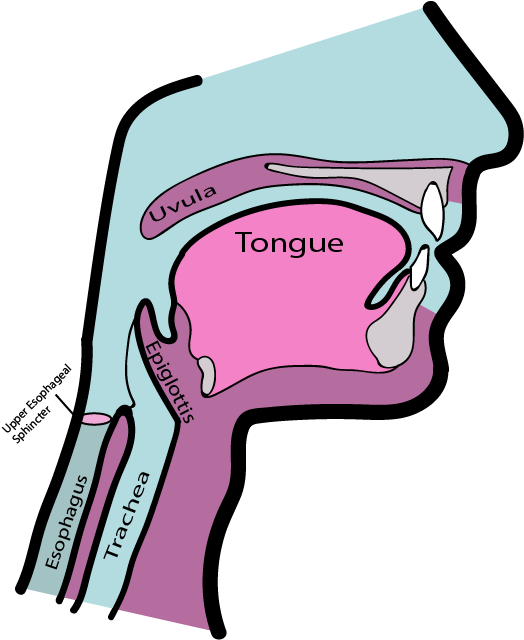The Primary Reasons We Hear Noise When We Burp Is The - The Primary Reasons We Hear Noise When We Burp Is The (612x792)