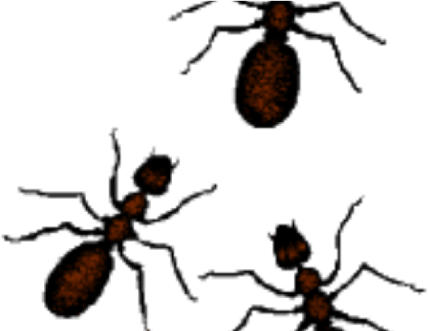 Ant Clipart Invertebrate - Cartoon Ants (640x480)