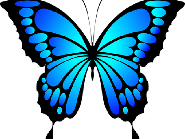 Blue Morpho Butterfly Clipart (640x480)