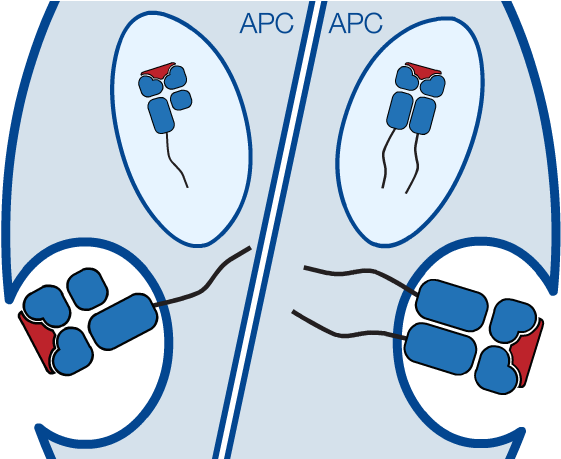 The Loaded Hla Molecules Are Transported To The Cell - The Loaded Hla Molecules Are Transported To The Cell (694x458)