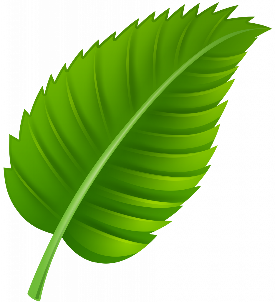 Download Leaf Images Clip Art - Clipart Leaf (934x1024)