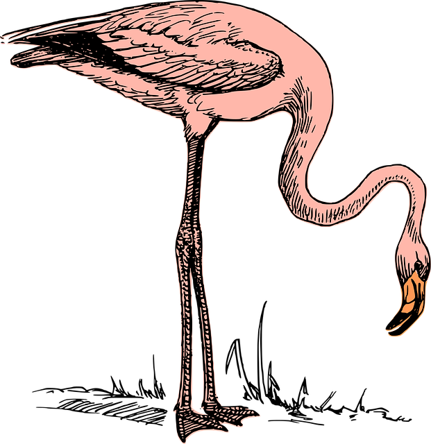 Flamingo Clip Art (621x640)