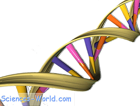 Et Forskergruppe Ledet Af Forskere Ved Icahn School - Et Forskergruppe Ledet Af Forskere Ved Icahn School (490x370)