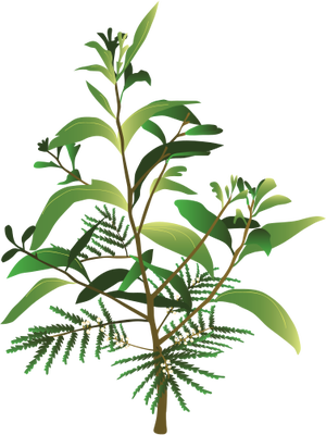 Ian Symbol Acacia Koa - Quy Trình Nuôi Cấy Mô Keo Lai (300x400)