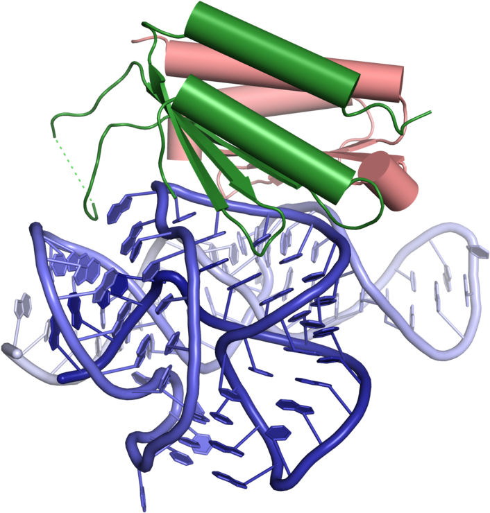 The Crystal Structure Of An Alu Ribonucleoprotein - Drawing (1019x764)