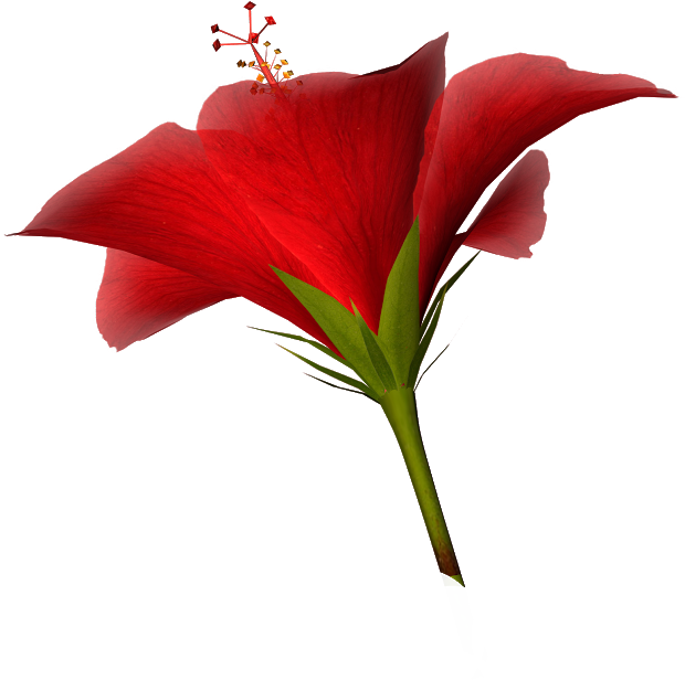 Free High Resolution Clip Art - Lily (620x616)