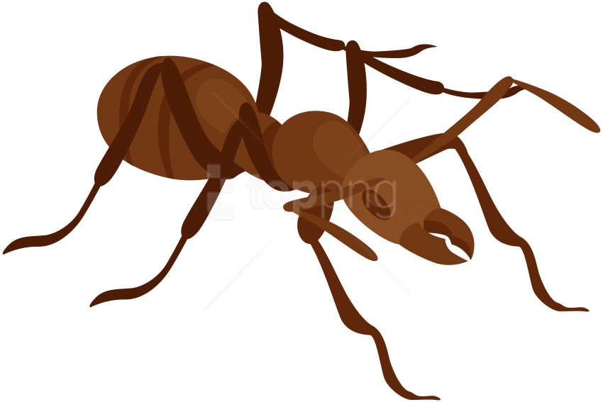 Download Ant Clipart Png Photo - Clip Art Png Ant (850x567)