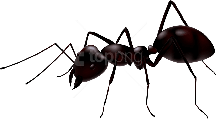 Download Ant Clipart Png Photo - Ant Png (850x469)