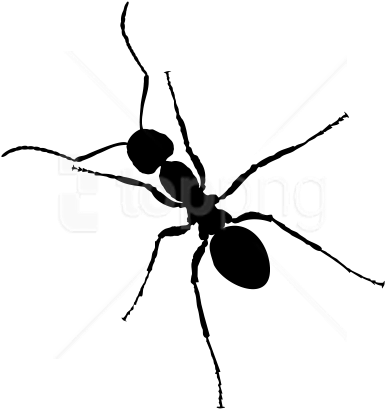 Download Ant Clipart Png Photo - Clipart Ants (480x480)