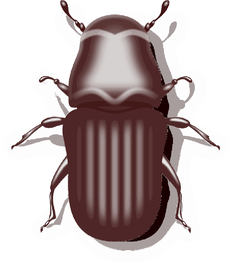 Public-domain Cartoon Gross Bug Picture - Drawing Mountain Pine Beetle (800x895)