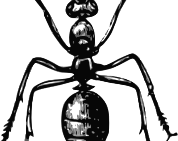 Ant Clipart Gambar - Ant (640x480)