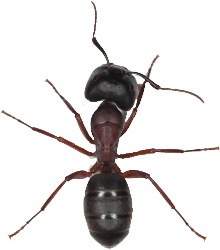Png Image With Background - Ant Png (600x600)