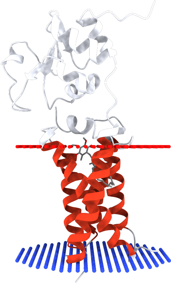 Transmembrane Regions Opm - Illustration (1000x1000)