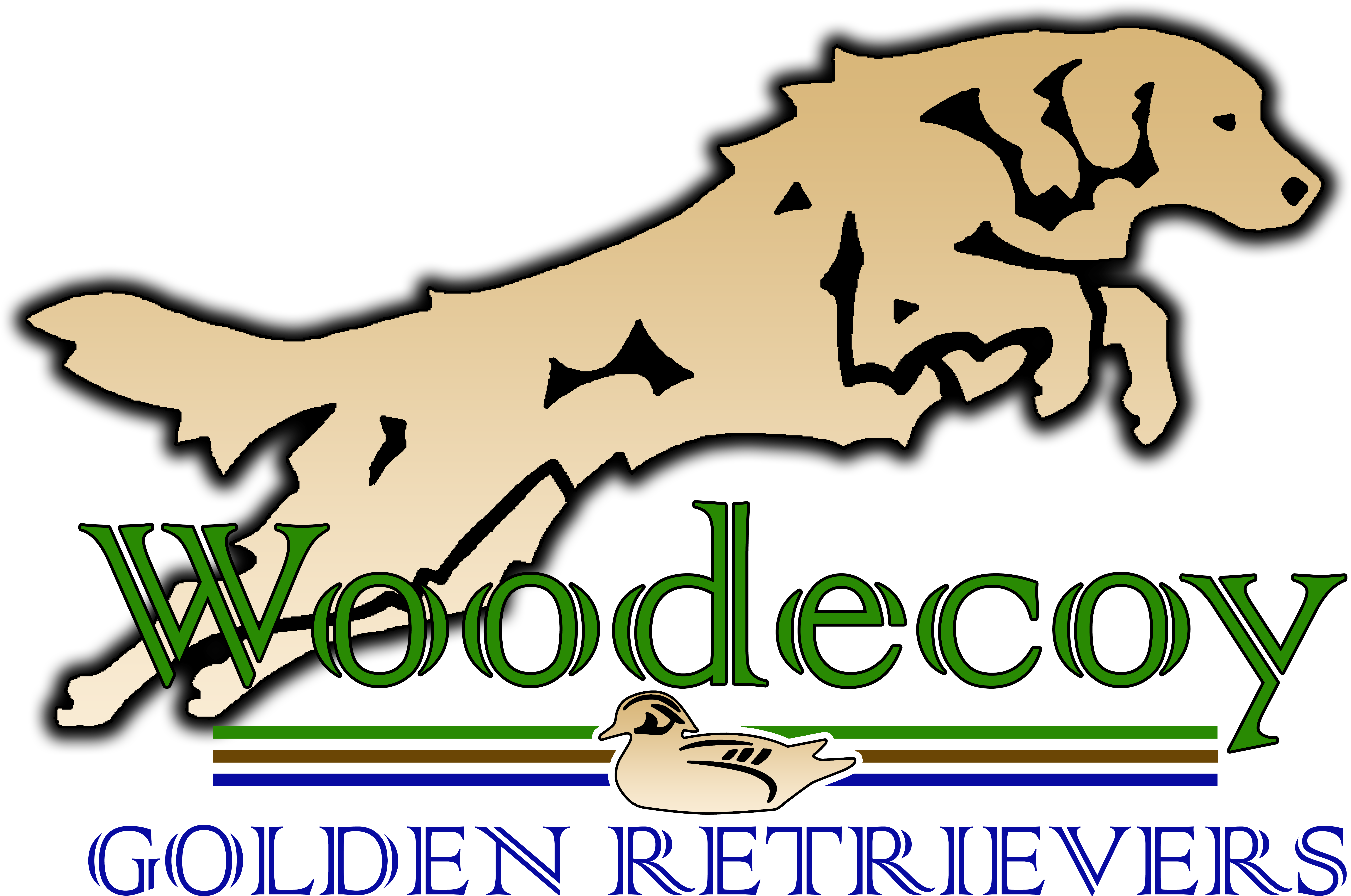 Danette Weich Dvm Obtained Her First Golden Retriever - Coliseu (7418x4935)