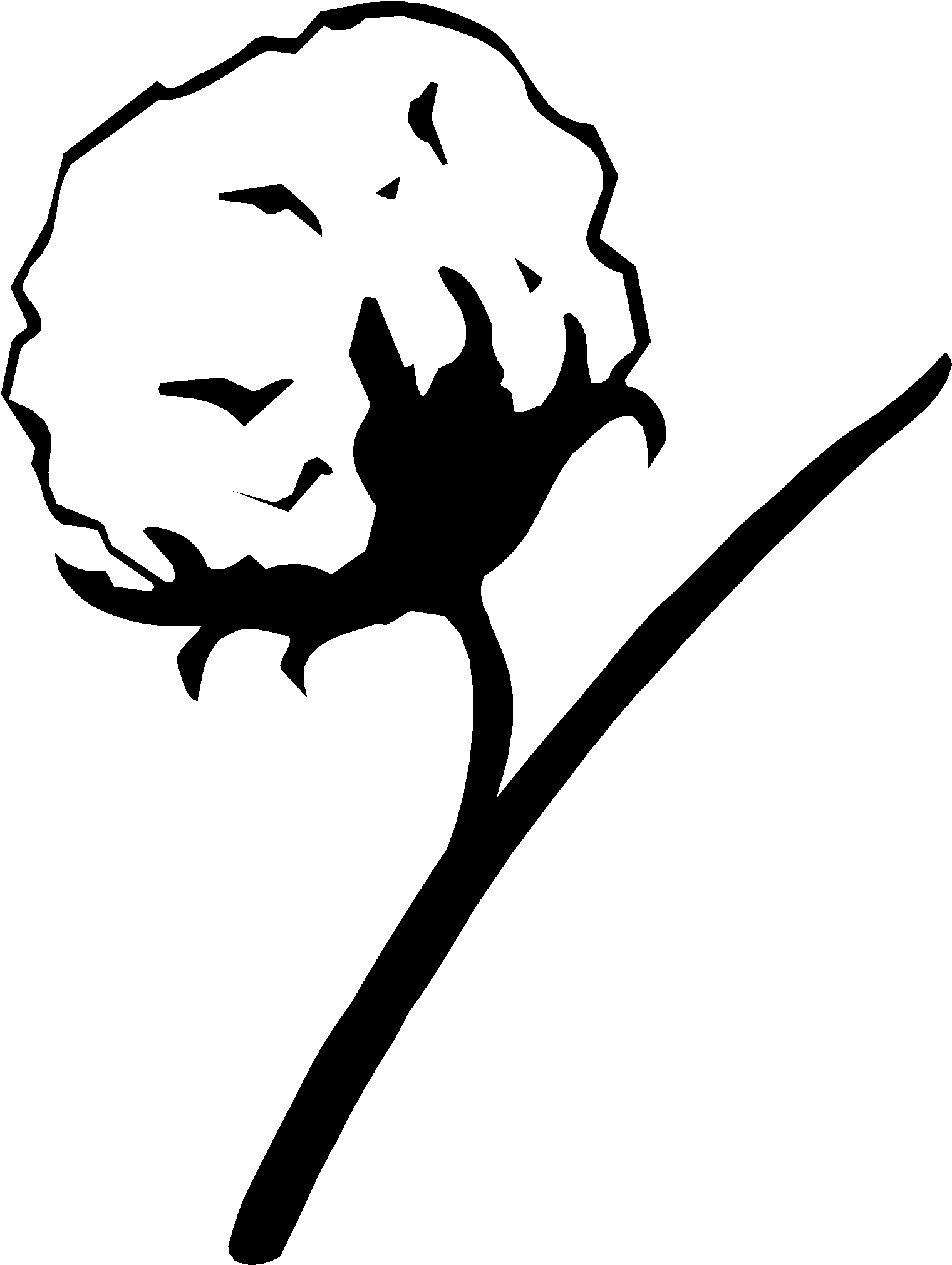 Cotton Plant Drawing (1582x2112)