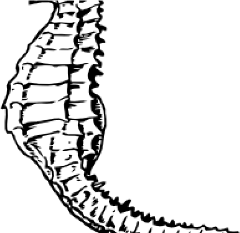 Seahorse Clipart Public Domain - Seahorse Black And White (640x480)