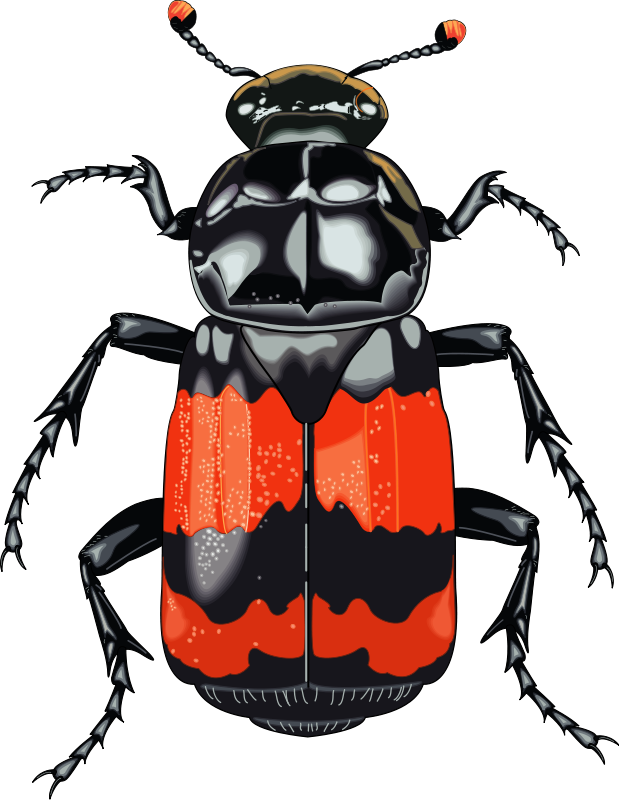 Free Insect Pictures - Free Clipart Beetle (619x800)
