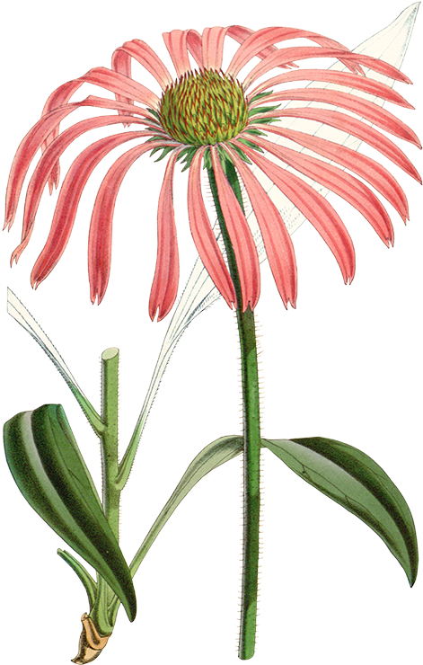 Clip Art Free Echinacoside Commonly Known As Narrowleaved - Echinacea Angustifolia Png (501x800)