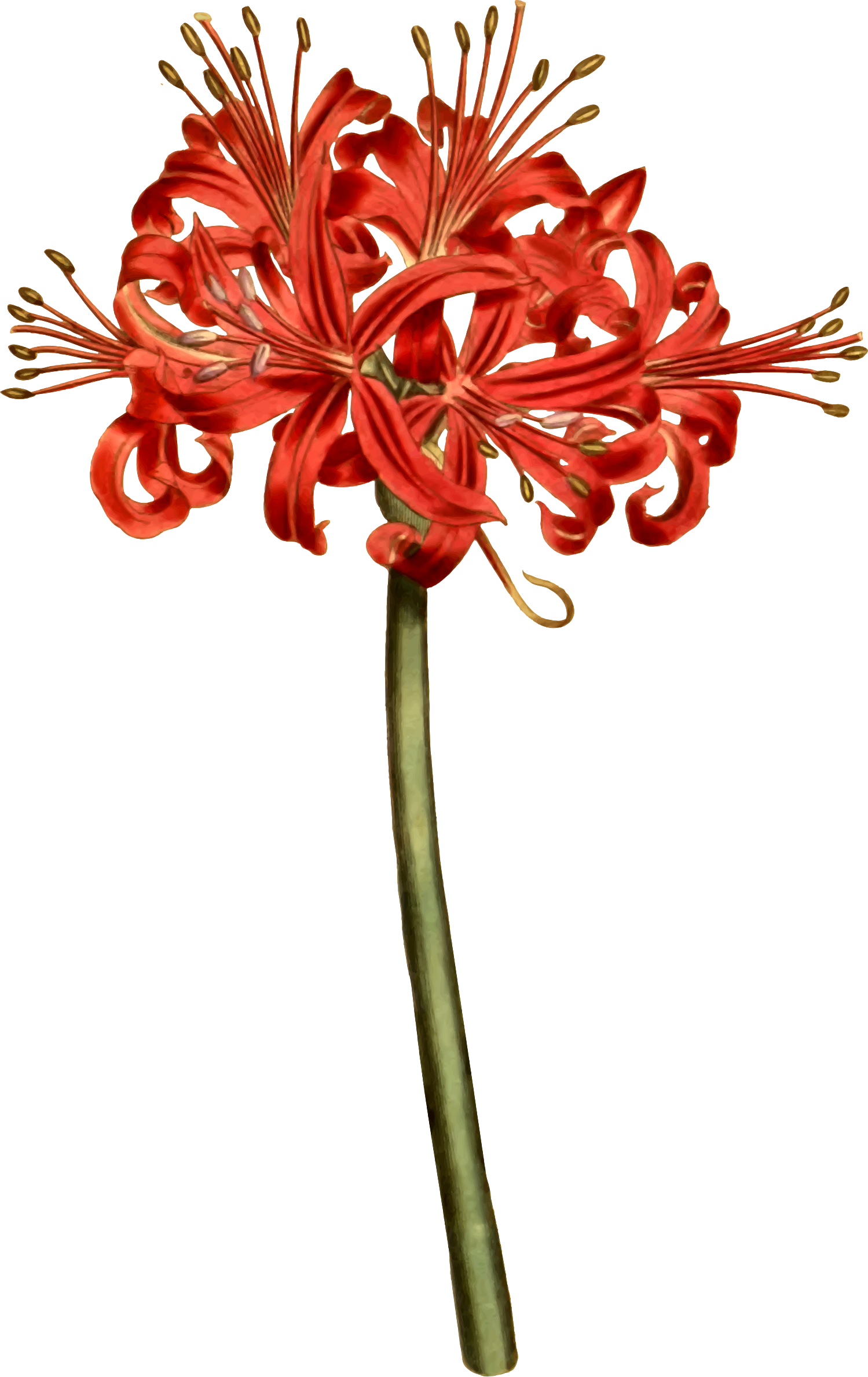 Red Spider Lily Curtis - Red Spider Lily Png (1499x2377)