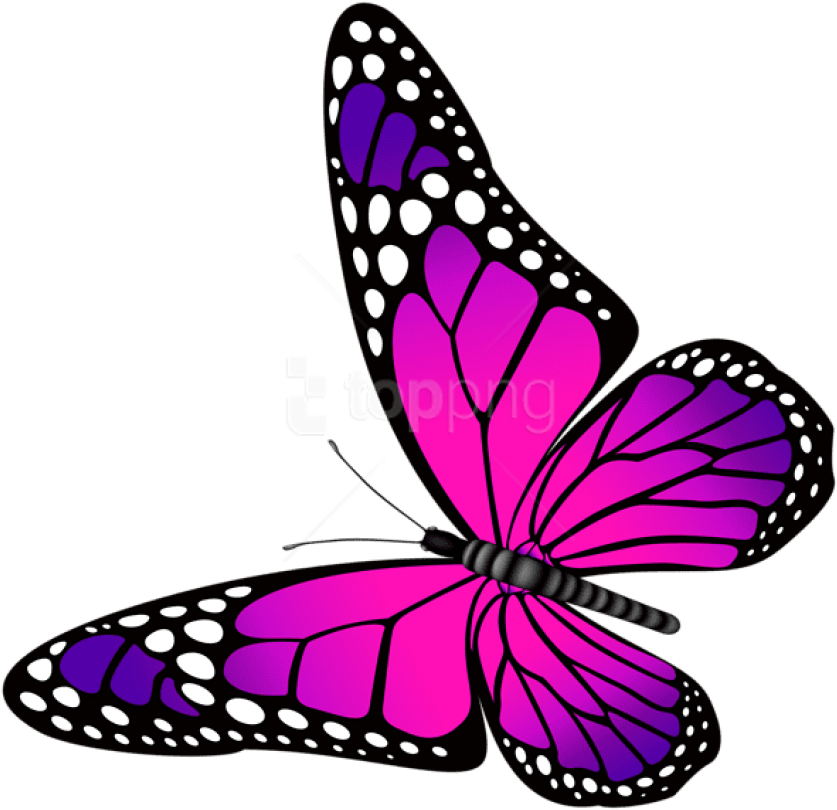 Butterfly Pink And Purple Transpa Clipart Png Photo - Butterfly Pink And Purple (850x822)