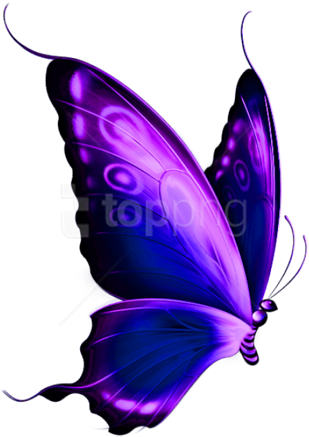 Free Png Download Transparent Blue And Purple Deco - Transparent Background Butterfly Png (480x649)
